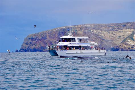 whale watching oxnard ca|whale watching oxnard california.